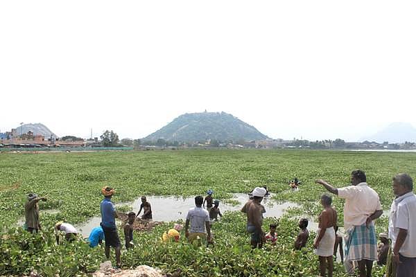 பழனி வையாபுரி கண்மாயில் அமலைகள் அகற்றம்